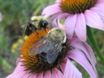 Two bumblebees jostling on a coneflower