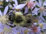 Bumblebee on aster