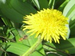 Common Wasp Bee approaching dandelion