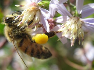 Honeybee gathering pollen