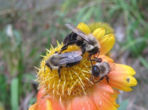 Three bumblebees enjoying blanket flower