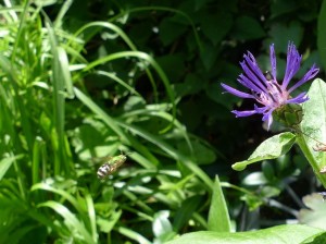 Agapostemon bee coming in for a landing on Mountain Bluet